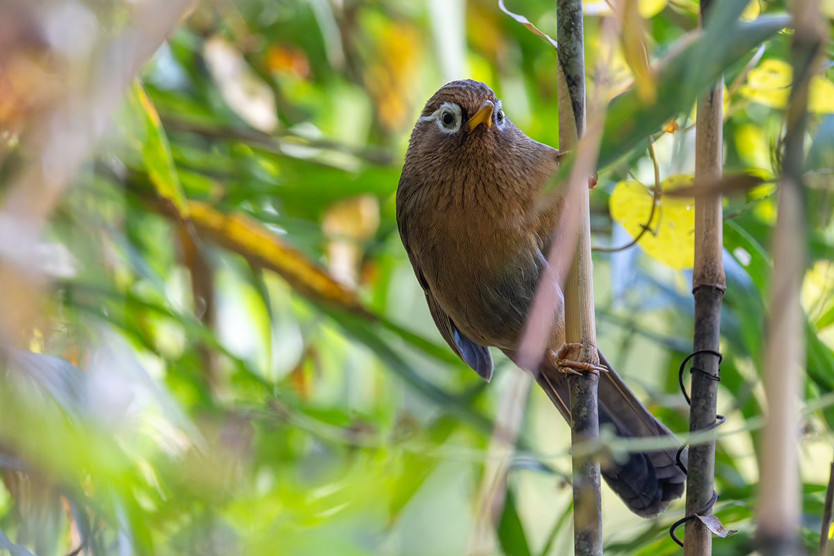 北本自然観察公園のガビチョウ