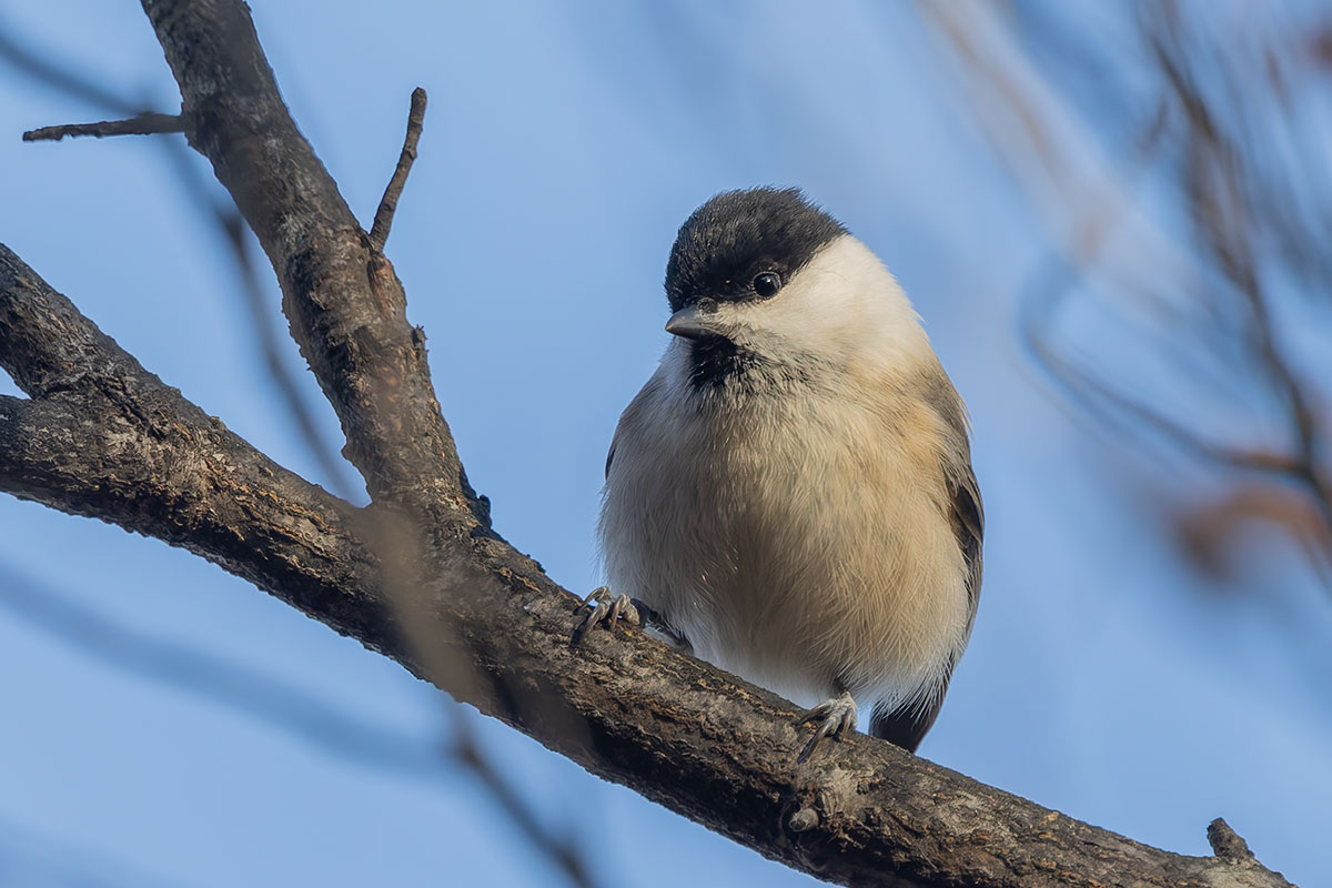 埼玉県民の森のコガラ