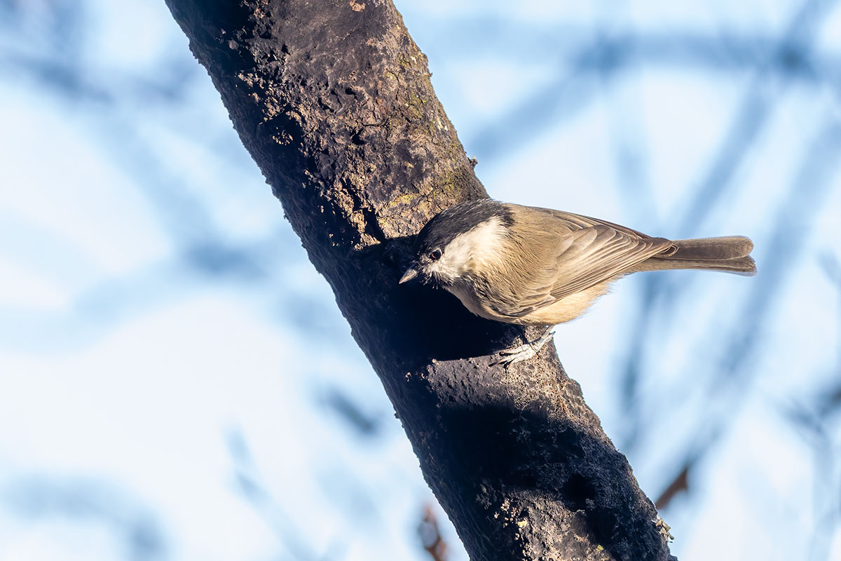 埼玉県民の森のコガラ
