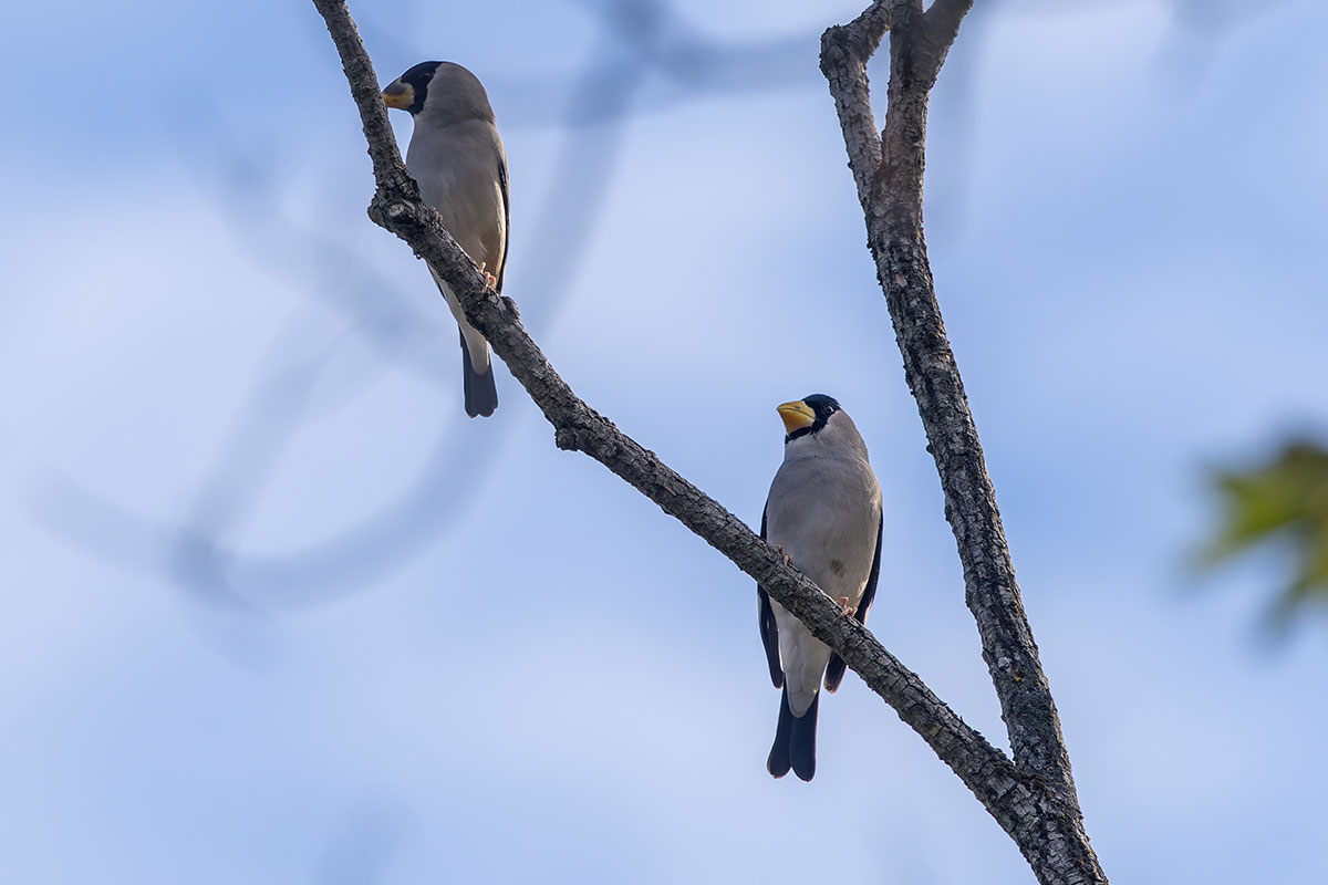北本自然観察公園のイカル