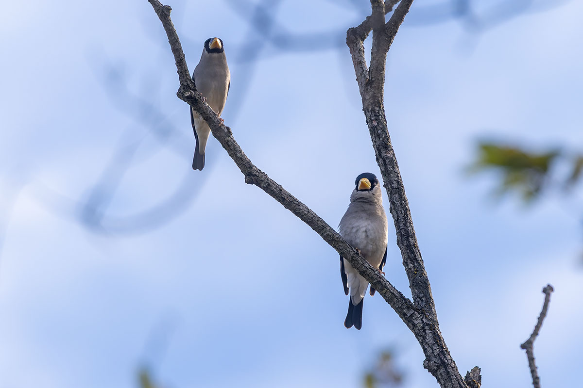北本自然観察公園のイカル