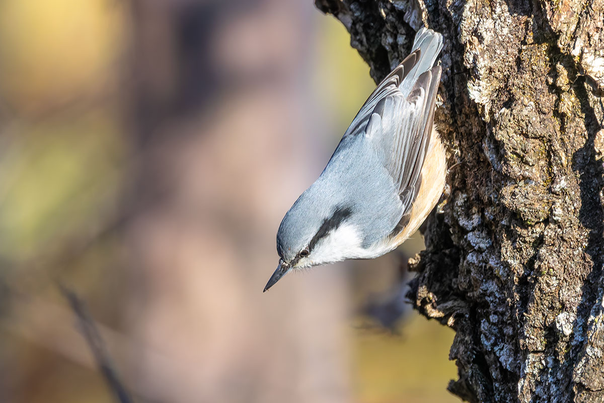 埼玉県民の森のゴジュウカラ