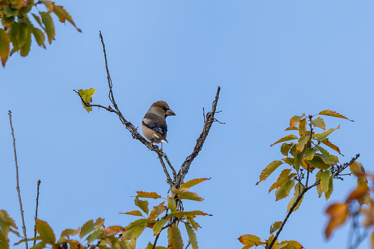 北本自然観察公園のシメ