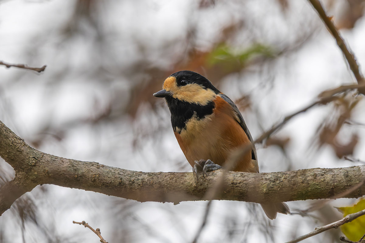 北本自然観察公園のヤマガラ