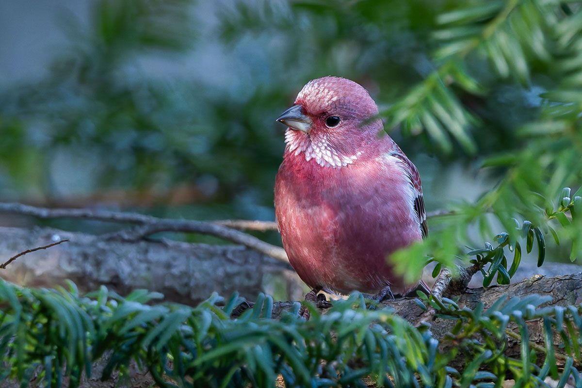 埼玉県民の森のオオマシコ