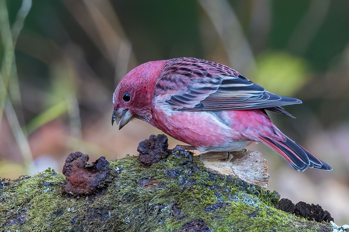 埼玉県民の森のオオマシコ