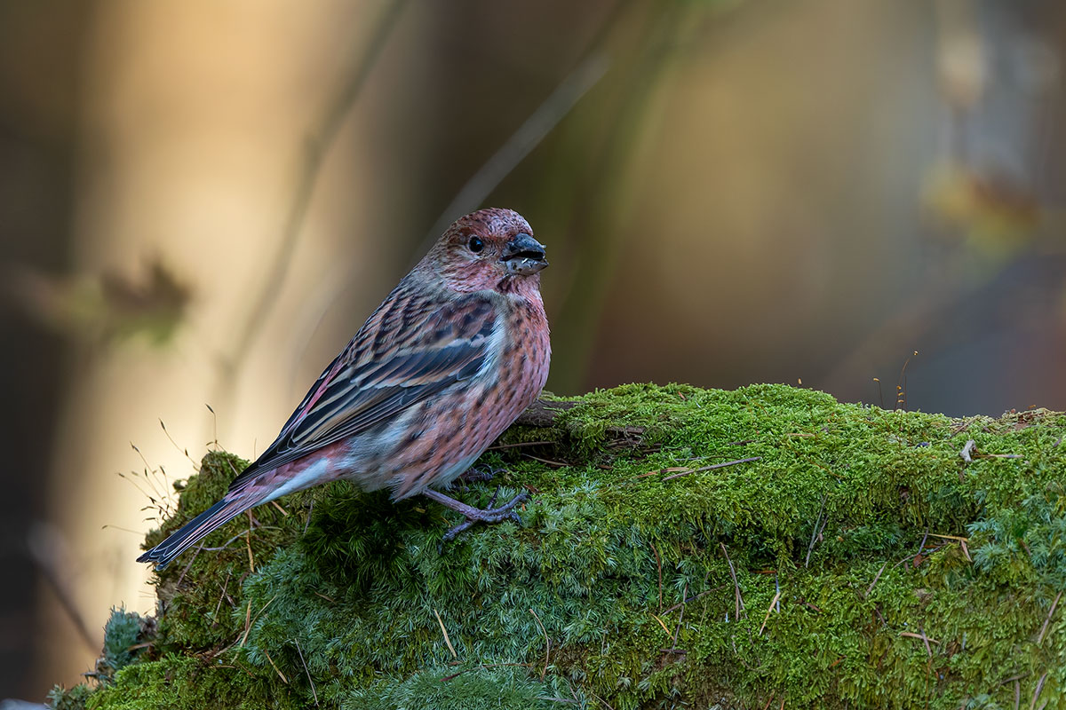 埼玉県民の森のオオマシコ