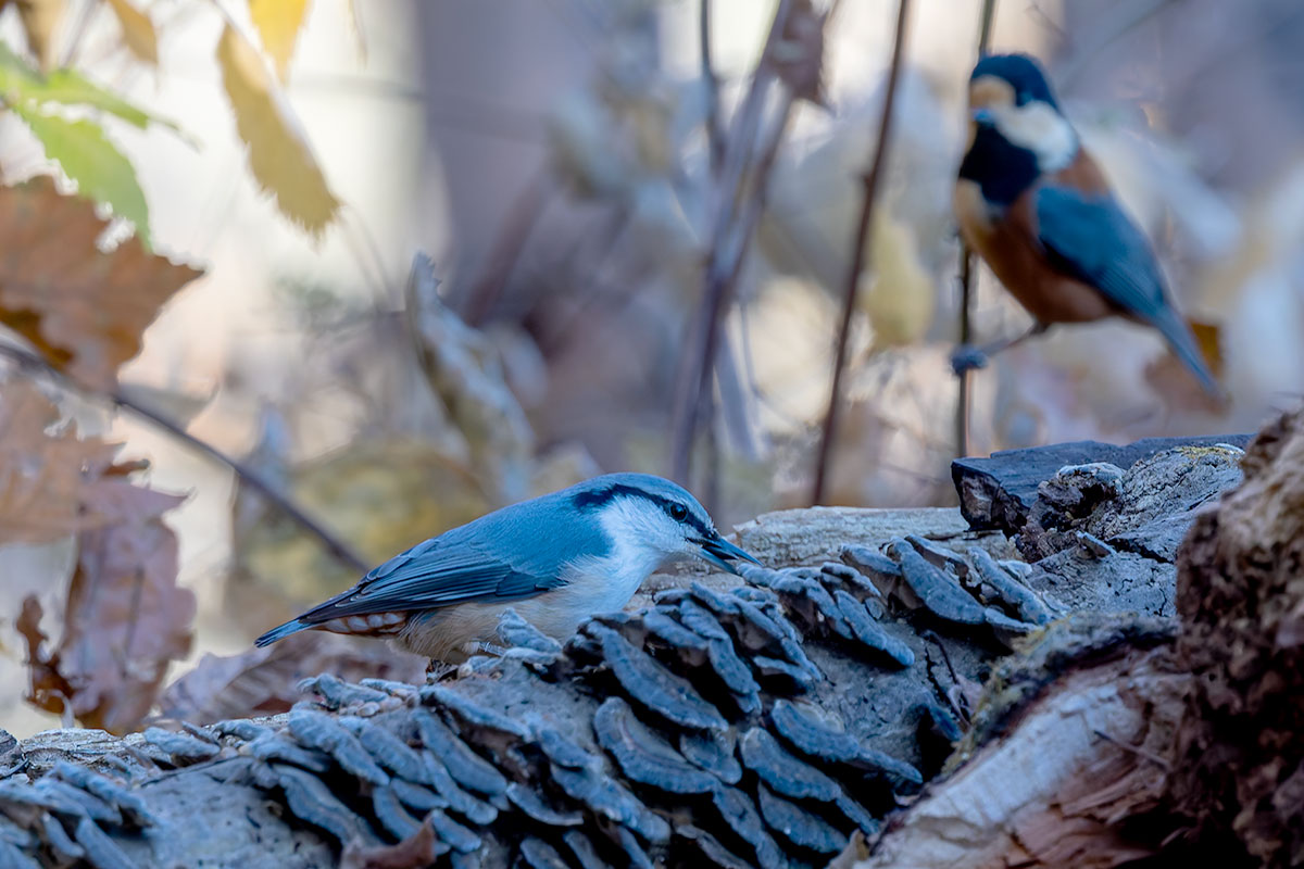 埼玉県民の森のゴジュウカラ
