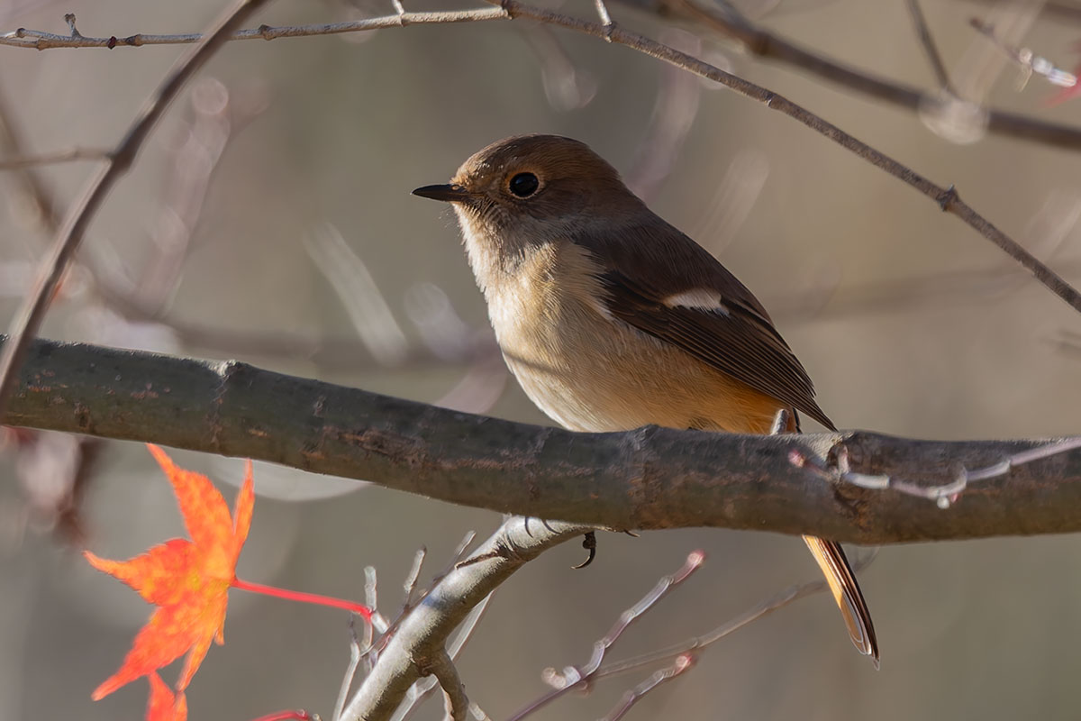 埼玉県民の森のジョウビタキ