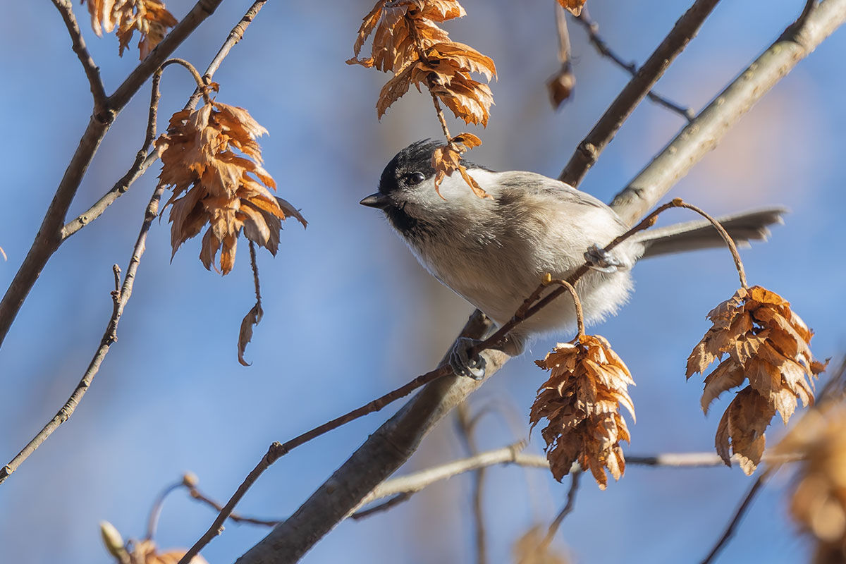 埼玉県民の森のコガラ