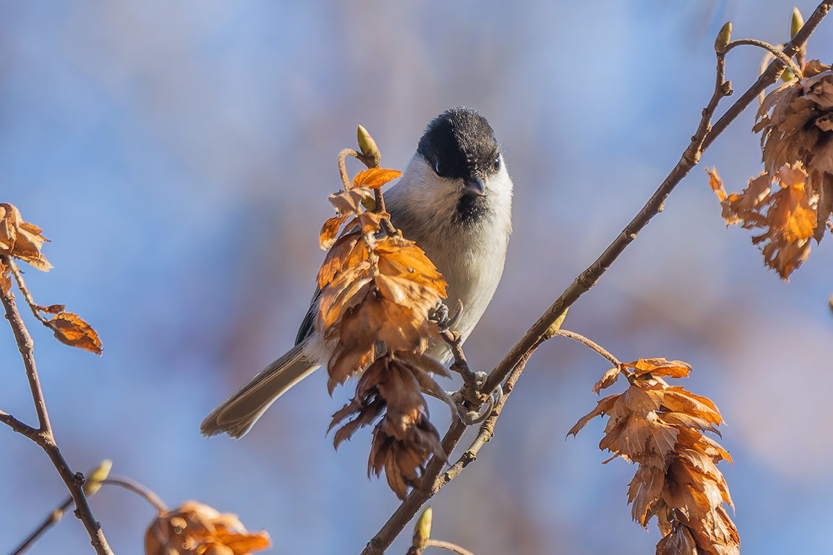 埼玉県民の森のコガラ
