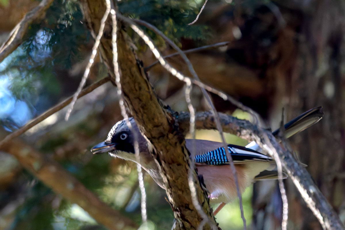 埼玉県民の森のカケス