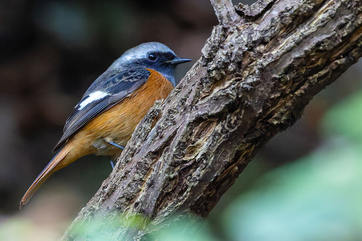 日向林道のジョウビタキ