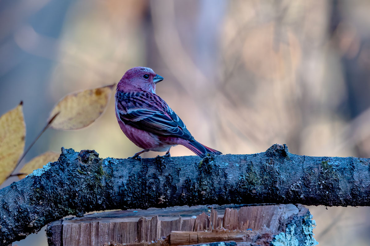 埼玉県民の森のオオマシコ