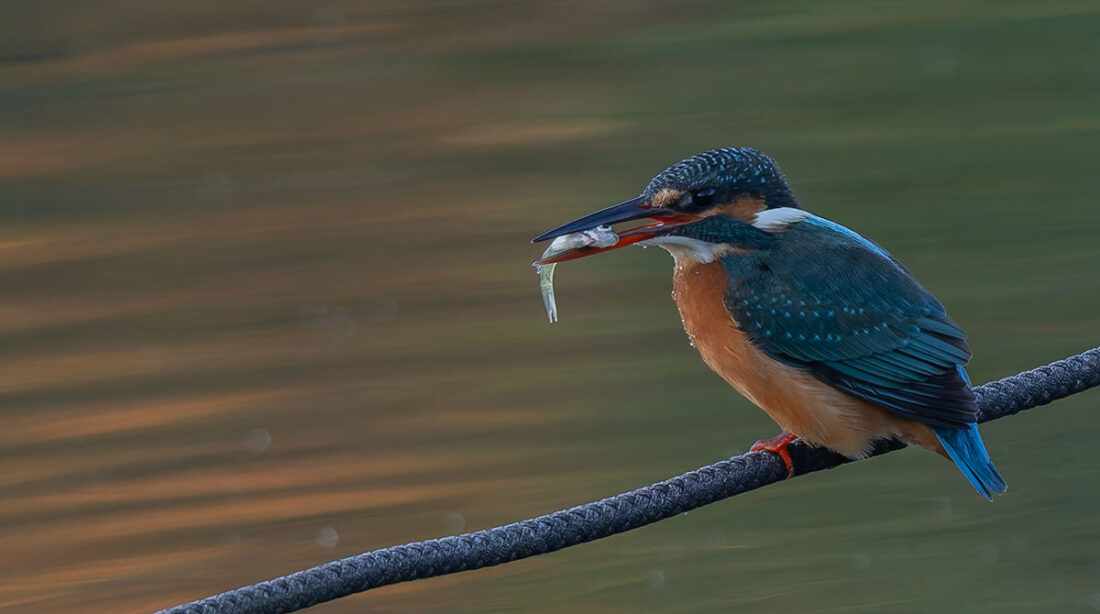 小池公園のカワセミ