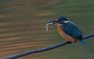 小池公園のカワセミ