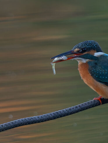 小池公園のカワセミ