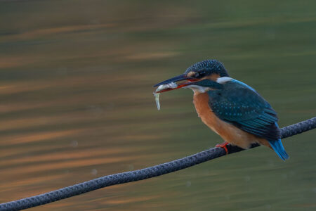 小池公園のカワセミ