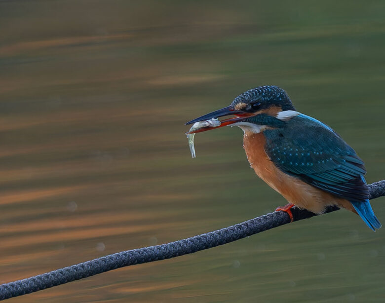 小池公園のカワセミ