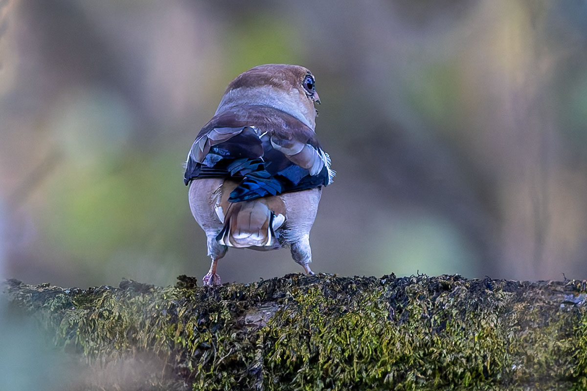 北本自然観察公園のシメ