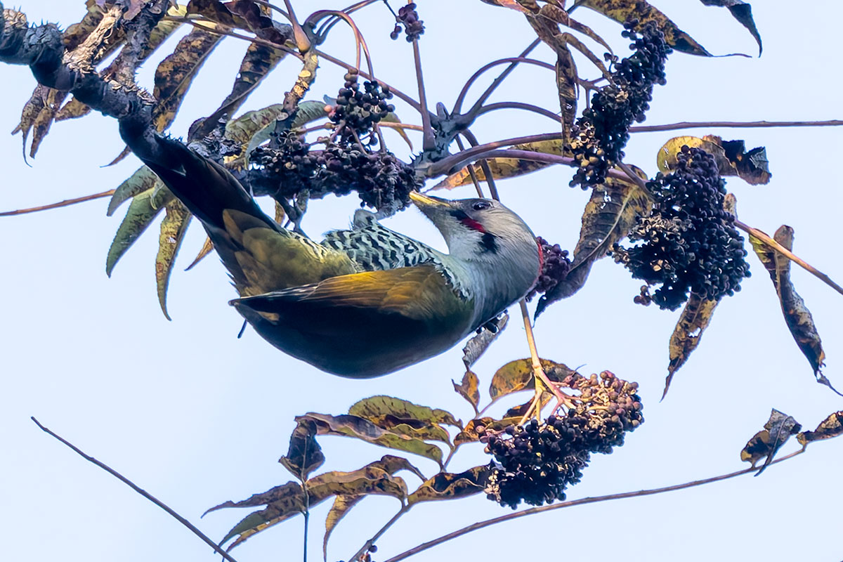 日向林道のアオゲラ