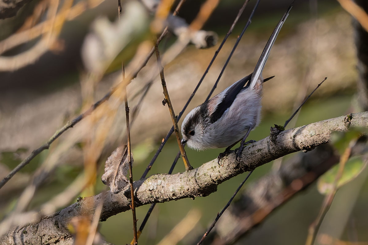 北本自然観察公園のエナガ