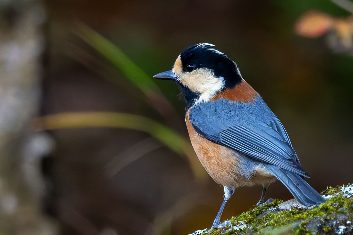 西湖野鳥の森公園のヤマガラ
