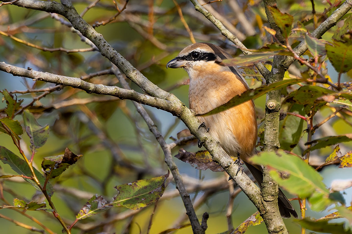 北本自然観察公園のモズ