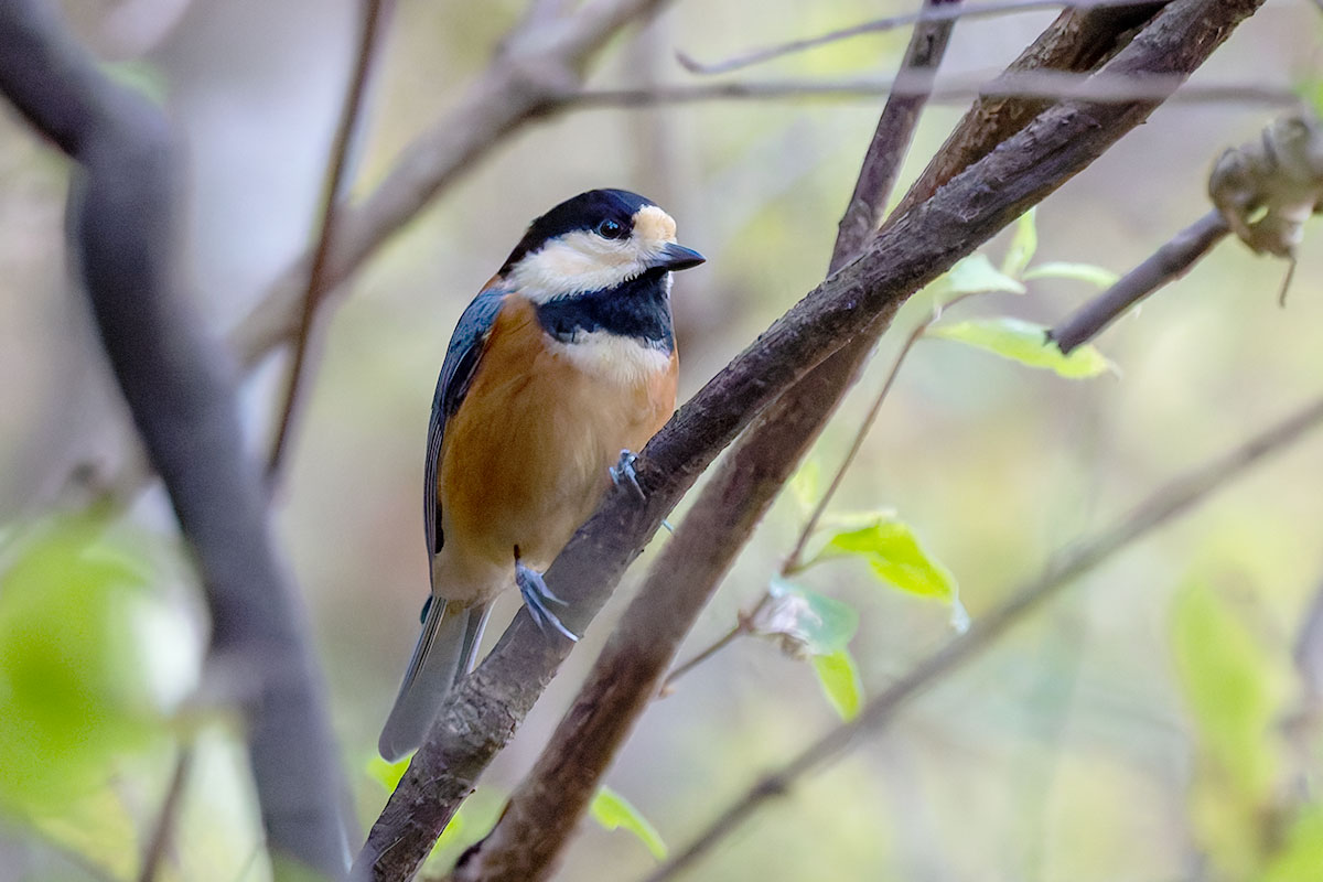 日向林道のヤマガラ