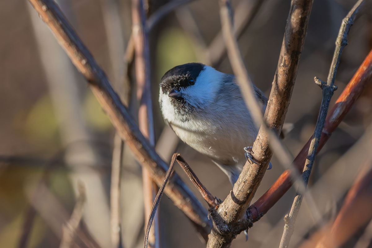 埼玉県民の森のコガラ