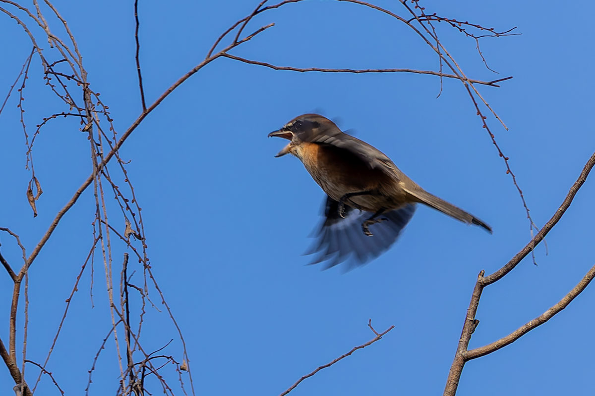 北本自然観察公園のモズ