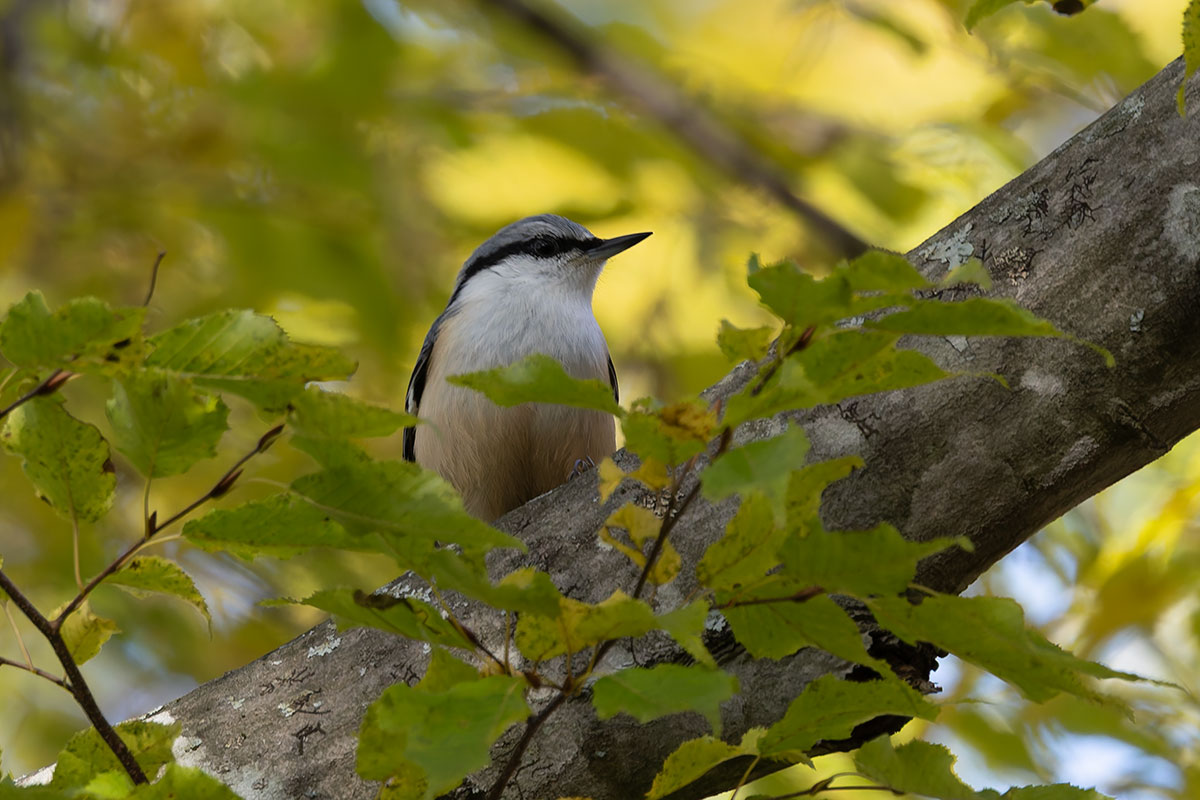 西湖野鳥の森公園のゴジュウカラ