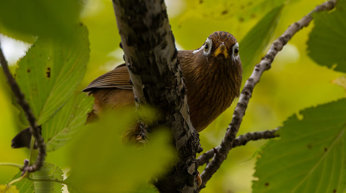 洗足池のガビチョウ