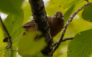 洗足池のガビチョウ