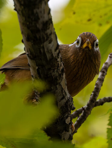 洗足池のガビチョウ