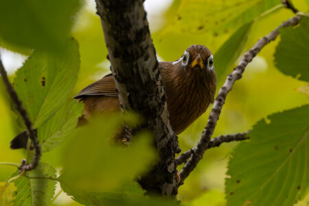 洗足池のガビチョウ