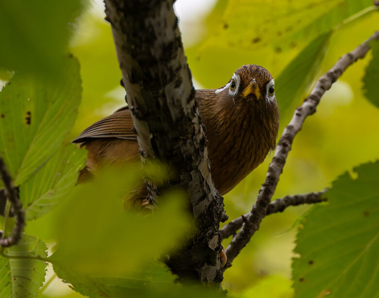 洗足池のガビチョウ