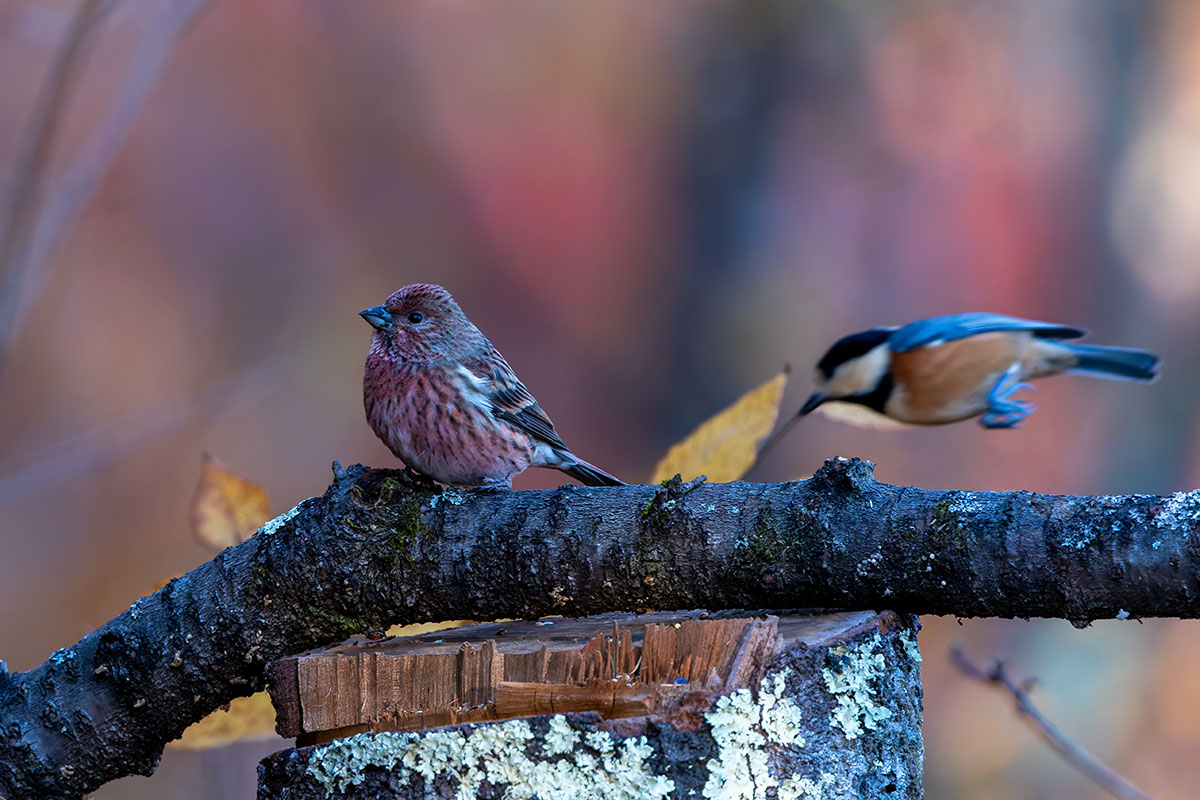 埼玉県民の森のオオマシコ