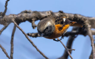 洗足池のジョウビタキ