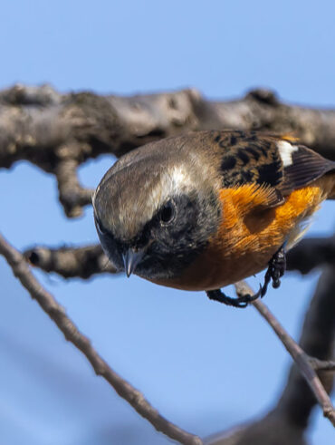 洗足池のジョウビタキ