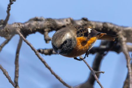 洗足池のジョウビタキ