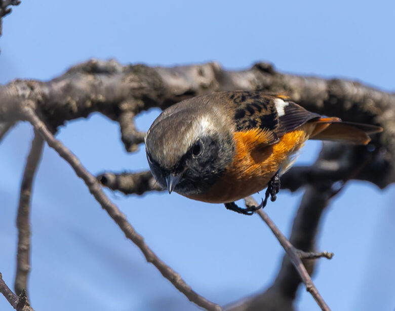 洗足池のジョウビタキ