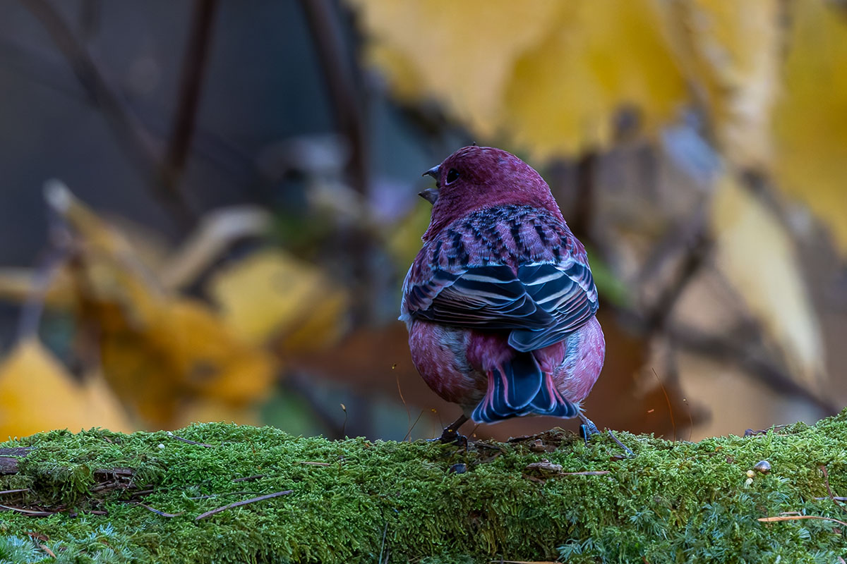 埼玉県民の森のオオマシコ