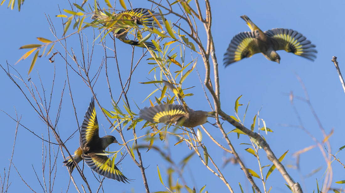 ふれあい松戸川のカワラヒワ