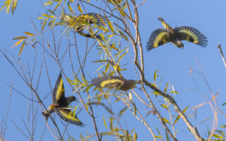 ふれあい松戸川のカワラヒワ
