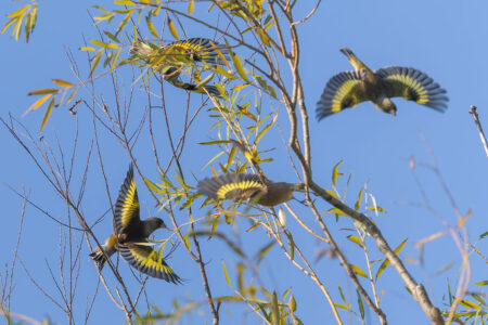 ふれあい松戸川のカワラヒワ