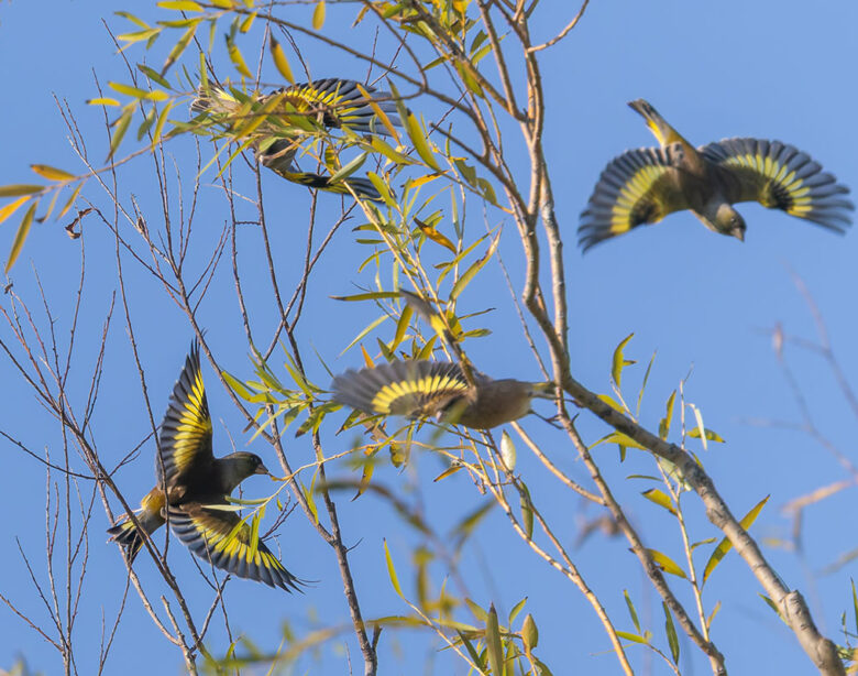 ふれあい松戸川のカワラヒワ