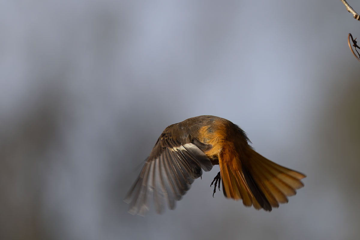 北本自然観察公園のジョウビタキ