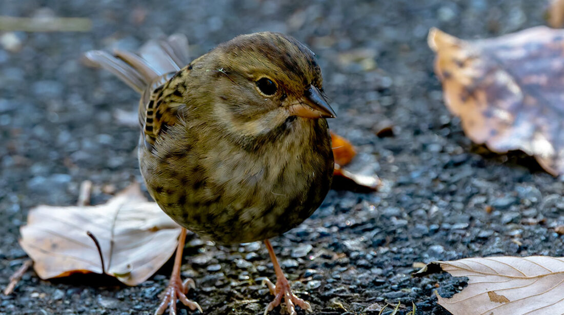 早戸川林道のクロジ