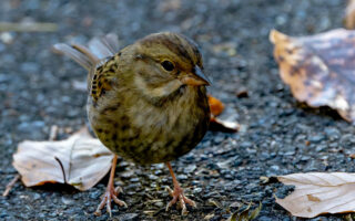 早戸川林道のクロジ